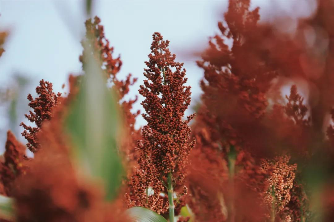 荒地變良田 糧食獲豐收 省二輕集團下屬工美控股公司助力衢州打造詩畫風(fēng)光帶